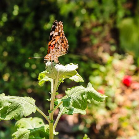 Close up photo of a colorful butterfly sitting on a leaf.の写真素材