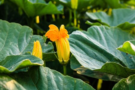 Close up photo of pumpkin`s leaves and flowers.の写真素材