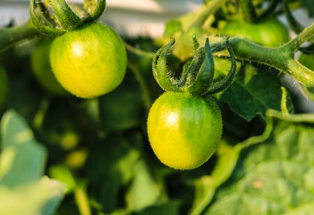 Tomatoes in the greenhouse with the green fruits.の写真素材