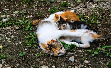 Cat nursing its little kittens.の写真素材