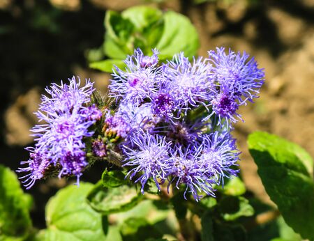 Little purple flowers in the garden. Ageratum flowers and background of green leaves..の写真素材