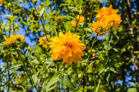 Close up photo of yellow flowers in the garden on a sunny day..の写真素材