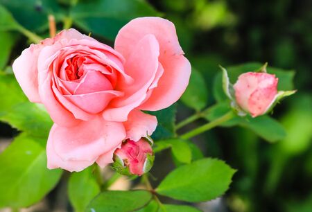 Image of a pink rose with its buds and background of green leaves..の写真素材