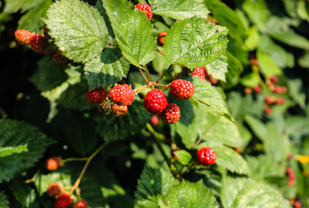 Close up photo of unripe blackberry fruits on a shrub in a garden.