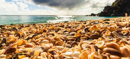 St. Barthâs Island (St. Bartâs Island), Caribbean Close-up photo shells on the Shell Beach in Gustavia, French West Indies, with beautiful background.の写真素材