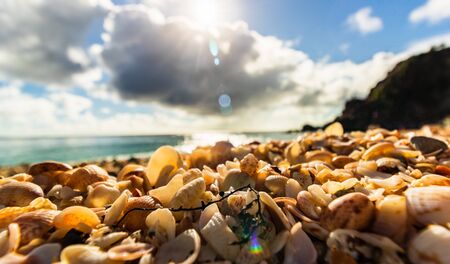 St. Barthâs Island (St. Bartâs Island), Caribbean Close-up photo shells on the Shell Beach in Gustavia, French West Indies, with beautiful background.の写真素材