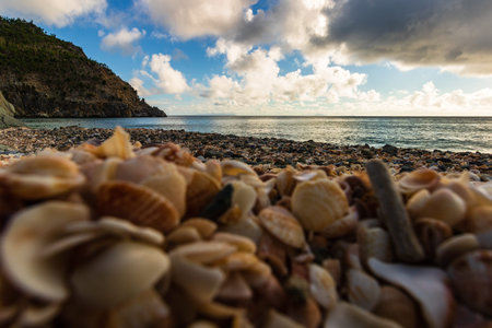 St. Barthâ€™s Island (St. Bartâ€™s Island), Caribbean Close-up photo shells on the Shell...