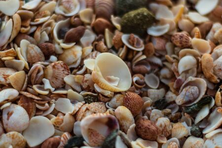 St. Barthâs Island (St. Bartâs Island), Caribbean Close-up photo of a lot of shells on Shell Beach in Gustavia, Caribbean, French West Indies.の写真素材