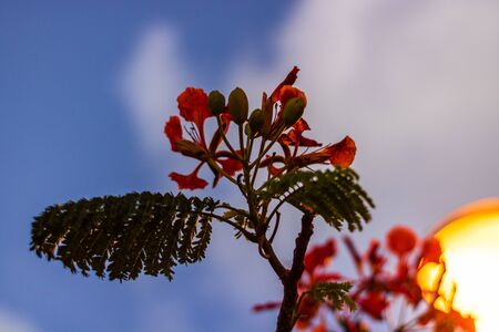 Close up of beautiful red summer flowers on a sunset sky background.の写真素材