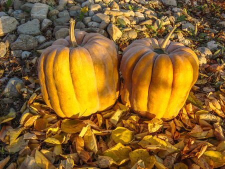Orange pumpkins and autumn leaves.  Halloween Pumpkins.の写真素材