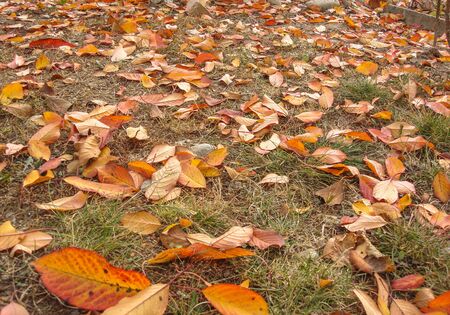 Orange pumpkins and autumn leaves.  Halloween Pumpkins.の写真素材