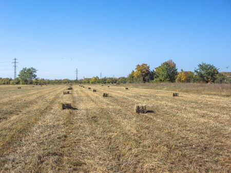 Agricultural field with straw bales after harvest.の写真素材