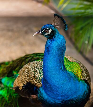 Travel photo from Cartagena, Colombia. Blue peacock on an alleyの写真素材