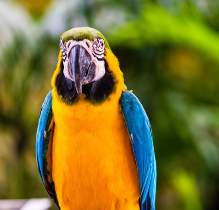 Blue and yellow macaw, parrot in a natural park in Cartagena, Colombiaの写真素材