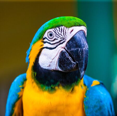 Blue and yellow macaw, parrot in a natural park in Cartagena, Colombiaの写真素材
