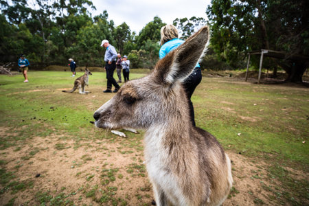 Port Arthur, Australia, 2019. Tourists petting and feeding the kangaroos.のeditorial素材