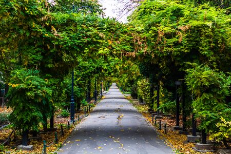 Autumn scene on an alley in Cismigiu park in Bucharest with leaves on the groundの写真素材