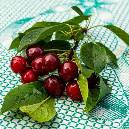 Red fresh cherries. Close up photo of cherries,の写真素材
