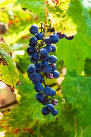 Vine grape fruit plants outdoors. Ripe grapes in the vineyard ready for harvest.の写真素材