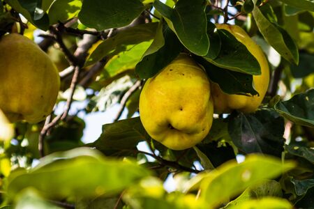 Quinces growing on tree, close up view. Branch of a tree with ripe fruits of quince and leaves.の写真素材