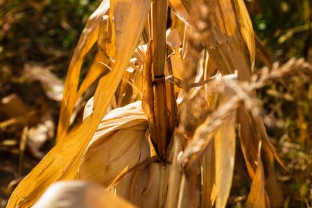 Dry corn field, dry corn stalks, end of season.の写真素材
