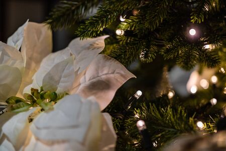 Photo of Christmas decorations. Christmas tree, Christmas lights. Colorful decorations.の写真素材