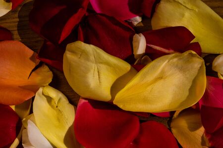 Colorful rose petals on a wooden board.の写真素材