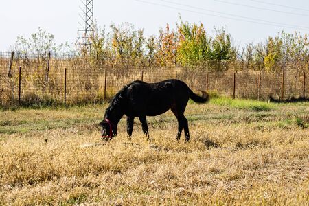 Dark brown horse eating hay in a sunny autumn dayの写真素材