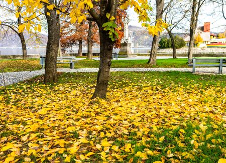 Autumn season. Colorful trees and fallen leaves in autumn park. Beautiful autumn path.の写真素材