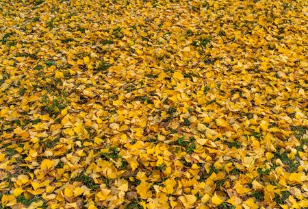 Autumn season. Colorful fallen leaves in park. Beautiful autumn path.の写真素材