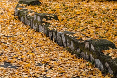 Autumn season. Colorful fallen leaves in park. Beautiful autumn path.の写真素材