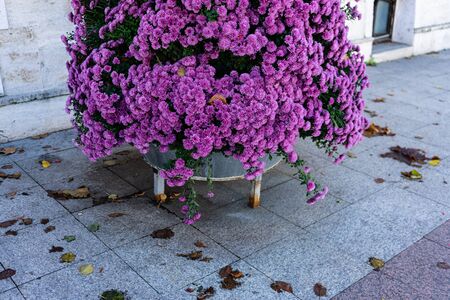 A bouquet of beautiful chrysanthemum flowers outdoors. Chrysanthemums in the park. Colorful flower chrysanthemum. Floral, flowers pattern. Flowers background texture.の写真素材