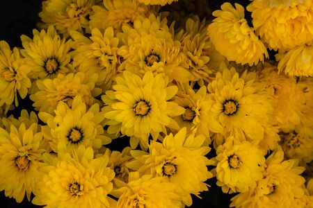 A bouquet of beautiful chrysanthemum flowers outdoors. Chrysanthemums in the park. Colorful flower chrysanthemum. Floral, flowers pattern. Flowers background texture.の写真素材