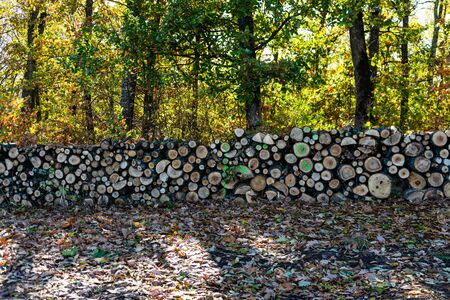 Autumn season with sunlight. Colorful trees and fallen leaves in autumn forest. Sawing woods in forest.の写真素材