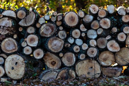 Autumn season with sunlight. Colorful trees and fallen leaves in autumn forest. Sawing woods in forest.の写真素材