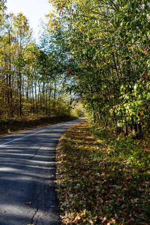 Autumn concept.  Autumn composition.  Autumn empty road in forest.の写真素材