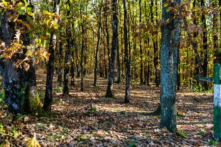 Autumn season with sunlight. Colorful trees and fallen leaves in autumn forest. Beautiful path in autumn forest.の写真素材
