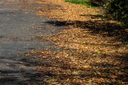Autumn concept. Autumn oak leaves on an empty road. Colorful oak leaves.の写真素材