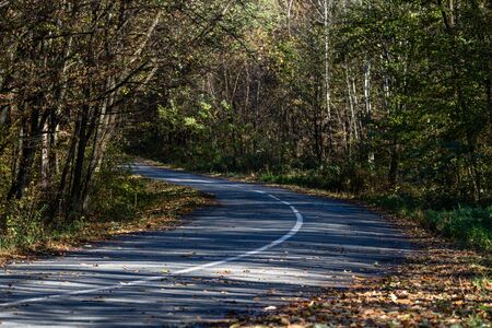 Autumn concept.  Autumn composition.  Autumn empty road in forest.の写真素材