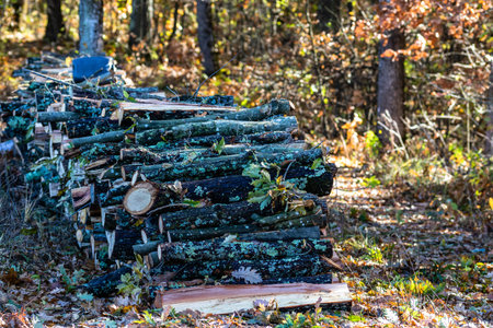 Autumn season with sunlight. Colorful trees and fallen leaves in autumn forest. Sawing woods in...