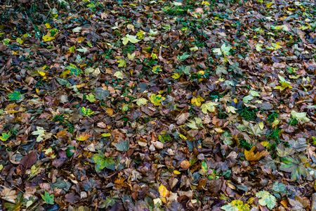Autumn season.  Autumn composition. Colorful fallen leaves in autumn park.の写真素材