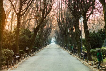 Winter scene, empty alley in Cismigiu Gardens Park in Bucharest, Romania, 2020のeditorial素材