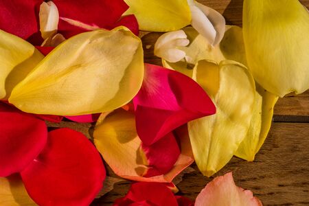 Colorful rose petals on a wooden board.のeditorial素材