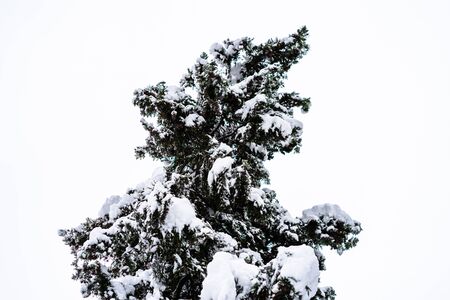 Fir-trees with snow on beautiful natural snowdriftの写真素材