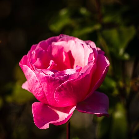 Close up of bright blooming pink rose with background of green leaves in a garden.の写真素材