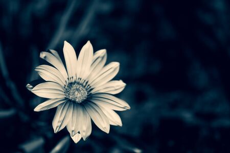 Spring flower with artistic color filter on blurred background.の写真素材