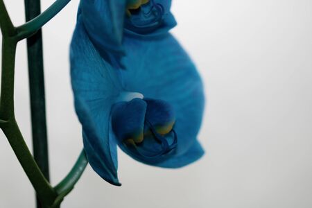 Beautiful and blue delicate orchid flowers Phalaenopsis isolated, detail and close up photo.の写真素材