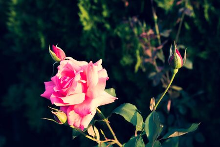 isolated on background of green leaves, close up photo of beautiful rose.の写真素材