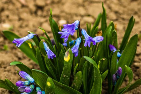 Colorful hyacinth flowers in the garden. Close up photo.の写真素材
