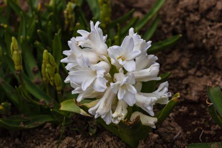 Colorful hyacinth flowers in the garden. Close up photo.の写真素材